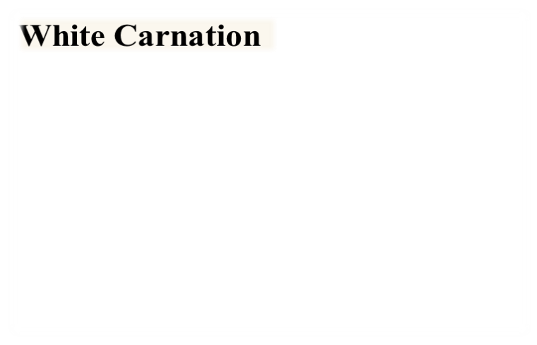 White Carnation  
